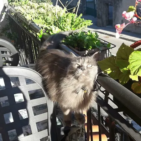 Erbagatta إيربا