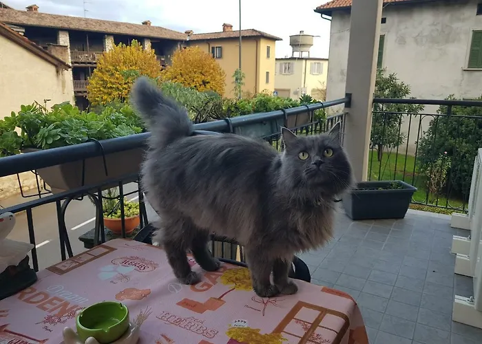 Erbagatta Pensión Erba